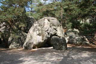 Der Elefant