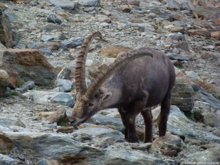 Steinbock