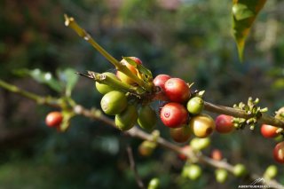 Kaffeebohnen