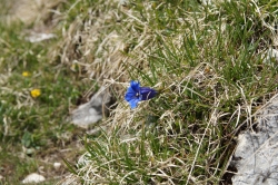 Blau blau blau blüht der Enzian