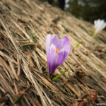 Der Frühling hält Einzug