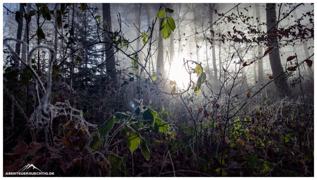 Frostiger Wald