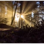 Die Magie des winterlichen Waldes