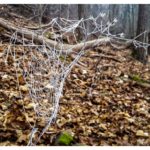 Tau auf einem Spinnennetz im winterlichen Wald