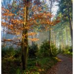 Wunderschöner, winterlicher Wald