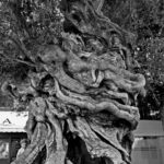 1000-jähriger Olivenbaum auf dem Plaza de Cort