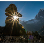 Wundervolle Sonnenstreichler
