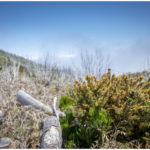 Totholzwald auf Madeira