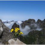 Blümchen auf Madeira