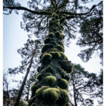 Warzenbaum
