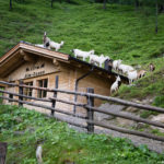 Auch die Ziegen haben Bock auf Sauna!